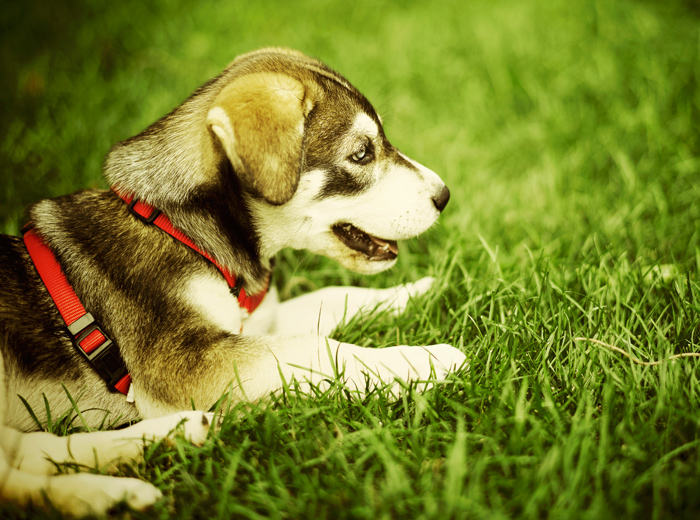 智能监控告警的疯狂呼叫软件