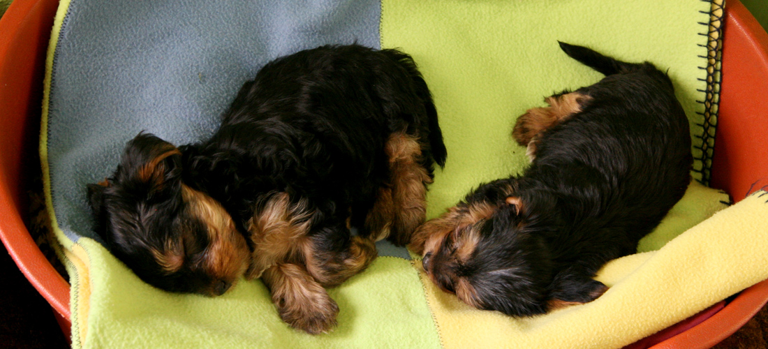 云呼短信测压网页版